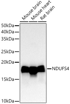 NDUFS4 Rabbit mAb