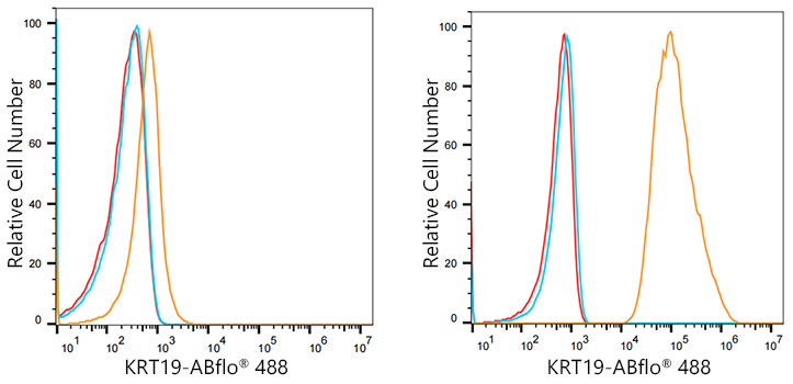 ABflo® 488 Rabbit anti-Human Cytokeratin 19 (KRT19) mAb