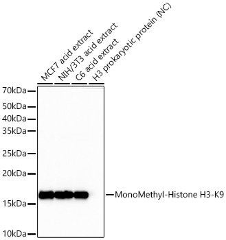 MonoMethyl-Histone H3-K9 Rabbit mAb