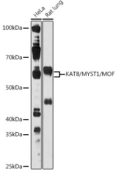 KAT8/MYST1/MOF Rabbit pAb