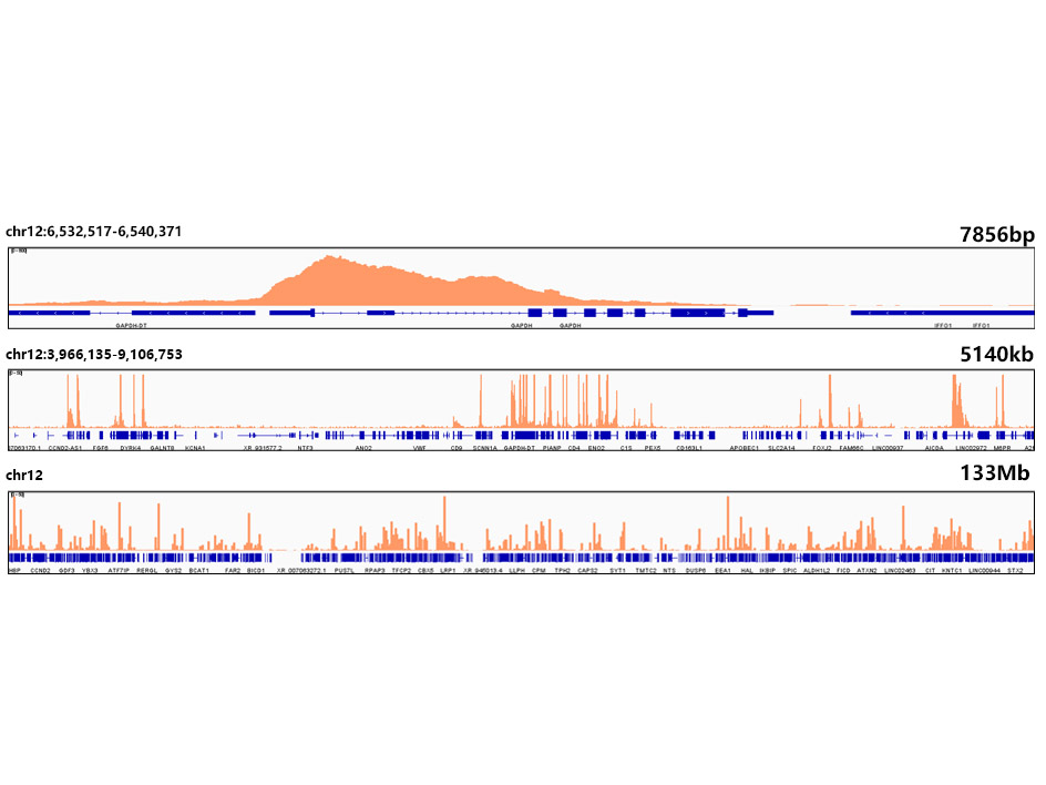 DiMethyl-Histone H3-K79 Rabbit mAb