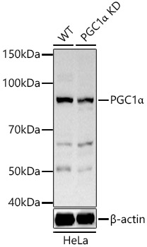 [KD Validated] PGC1α Rabbit pAb