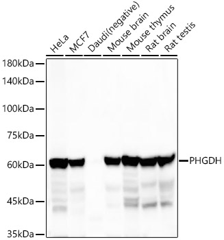 PHGDH Rabbit mAb