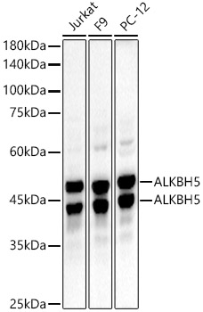 ALKBH5 Rabbit mAb