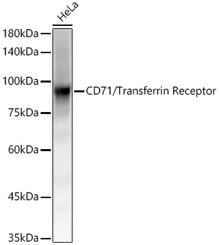 CD71/Transferrin Receptor Rabbit mAb