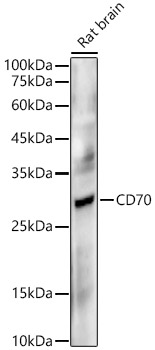 CD70 Rabbit mAb