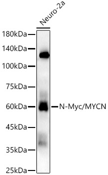 N-Myc/MYCN Rabbit mAb