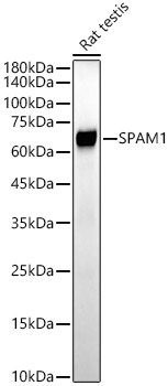 SPAM1 Rabbit mAb