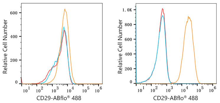 ABflo® 488 Rabbit anti-Human Integrin-β1/CD29 mAb