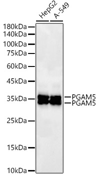 PGAM5 Rabbit mAb