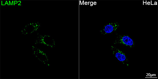 ABflo® 488 Rabbit anti-Human LAMP2 mAb