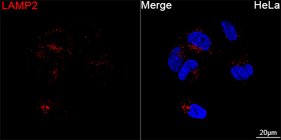 ABflo® 647 Rabbit anti-Human LAMP2 mAb