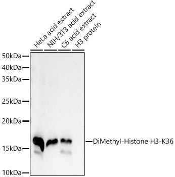 DiMethyl-Histone H3-K36 Rabbit mAb