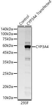 CYP3A4 Rabbit mAb