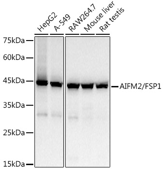 AIFM2/FSP1 Rabbit mAb