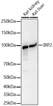 IRP2 Rabbit mAb