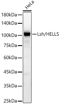 Lsh/HELLS Rabbit mAb