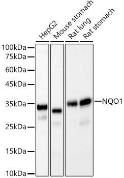 [KD Validated] NQO1 Rabbit mAb