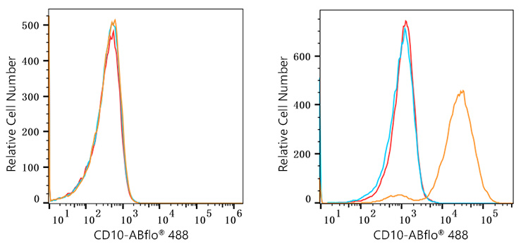 ABflo® 488 Rabbit anti-Human CD10 mAb