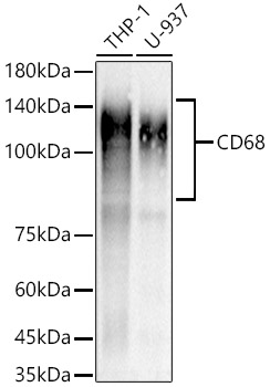 CD68 Rabbit mAb