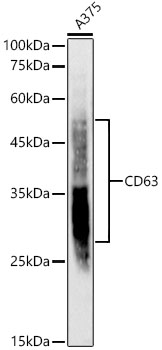 CD63 Rabbit mAb