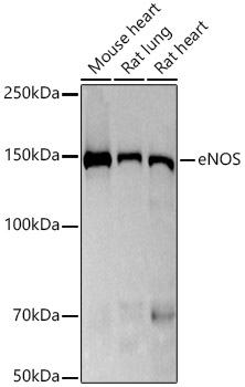 eNOS Rabbit mAb