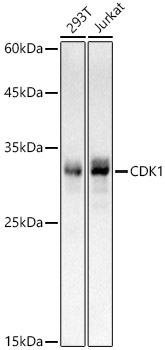 CDK1 Rabbit mAb