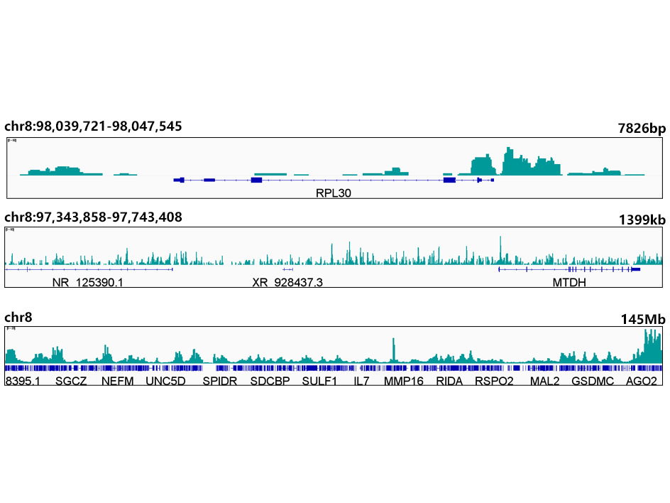 Histone H3 Rabbit mAb