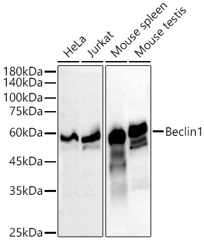 [KO Validated] Beclin 1 Rabbit mAb