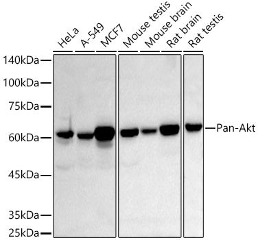 Pan-Akt Rabbit mAb