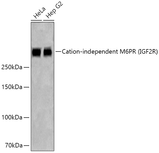 Cation-independent M6PR (IGF2R) Rabbit PolymAb®