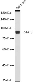 STAT3 Rabbit mAb