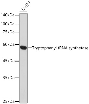 Tryptophanyl-tRNA synthetase 1 Rabbit mAb