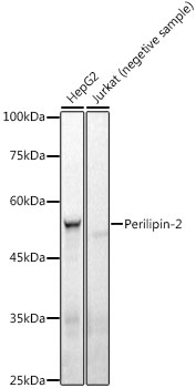 Perilipin-2 Rabbit mAb