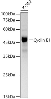 Cyclin E1 Rabbit PolymAb®