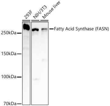KO Validated] Fatty Acid Synthase (FASN) Rabbit PolymAb®