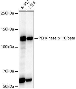 PI3 Kinase p110 beta Rabbit mAb