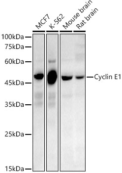 Cyclin E1 Rabbit PolymAb®