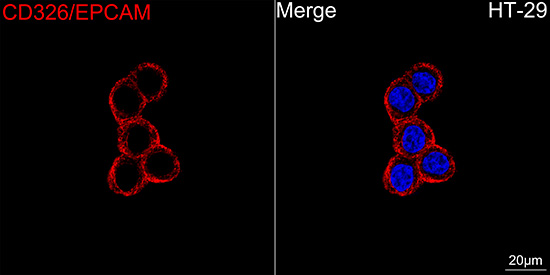 ABflo® 647 Rabbit anti-Human CD326/EPCAM mAb