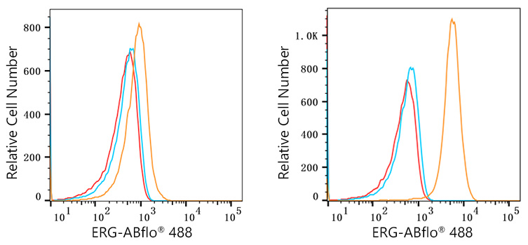 ABflo® 488 Rabbit anti-Human ERG mAb