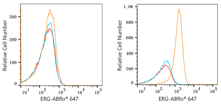 ABflo® 647 Rabbit anti-Human ERG mAb