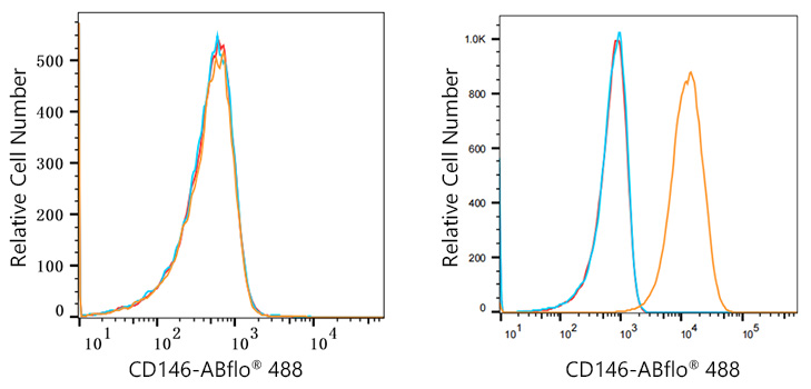 ABflo® 488 Rabbit anti-Human CD146 mAb