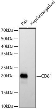 CD81 Rabbit mAb