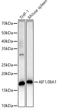 AIF1/IBA1 Rabbit PolymAb®