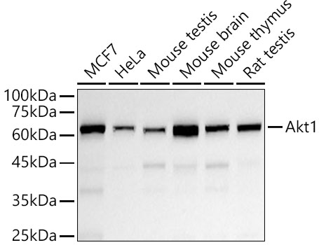 Akt1 Rabbit PolymAb®