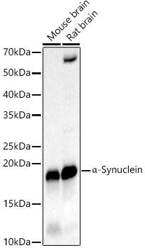 α-Synuclein Rabbit PolymAb®