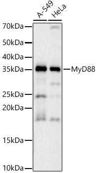 [KO Validated]MyD88 Rabbit PolymAb®