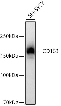 A22619_1.jpg
