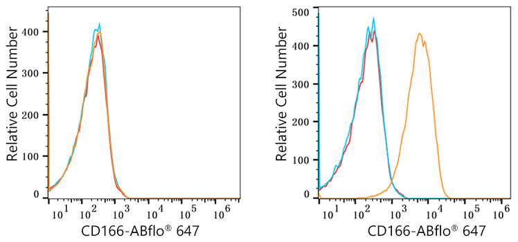 ALCAM Antibody