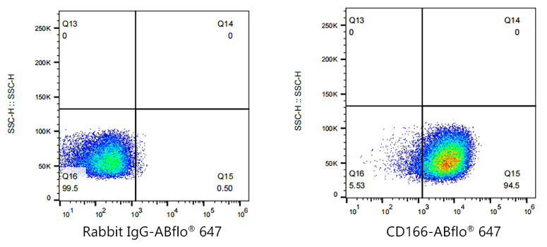 CD166 antibody
